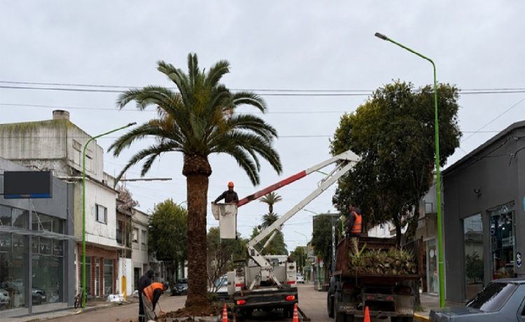 Podan las palmeras para instalar los sensores que detectan ataques del picudo rojo