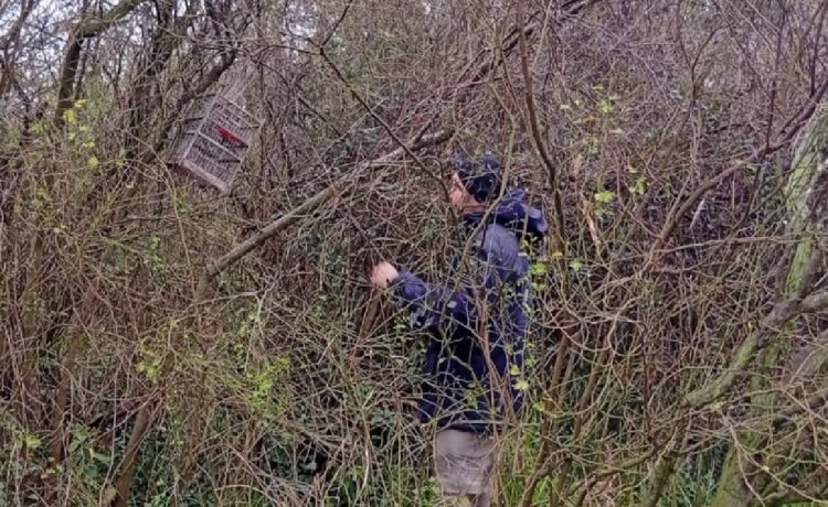 Personal de Áreas Naturales Protegidas retiró una trampera para aves en el Parque Florístico