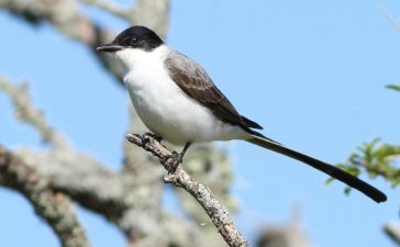 Gualeguaychú impulsa una campaña de concientización por el Día Mundial de las Aves Migratorias