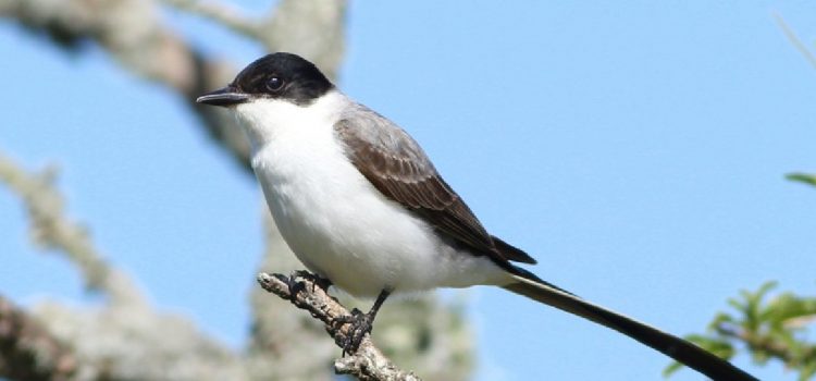Gualeguaychú impulsa una campaña de concientización por el Día Mundial de las Aves Migratorias