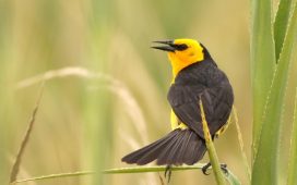 Monitorean las poblaciones de Tordo Amarillo en la zona rural de Gualeguaychú
