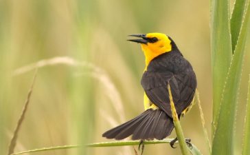 Monitorean las poblaciones de Tordo Amarillo en la zona rural de Gualeguaychú