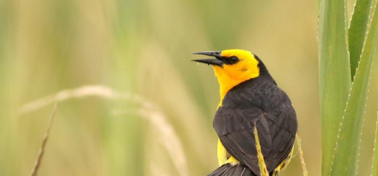 Monitorean las poblaciones de Tordo Amarillo en la zona rural de Gualeguaychú