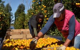Luego de la cautelar contra Teknofood, insisten en que la producción entrerriana provea a los comedores escolares