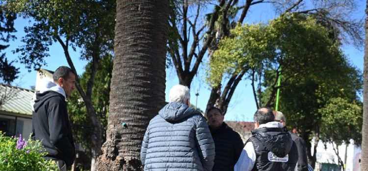 Picudo rojo: especialista uruguayo valoró la iniciativa de Davico para evitar el ataque de la especie asiática