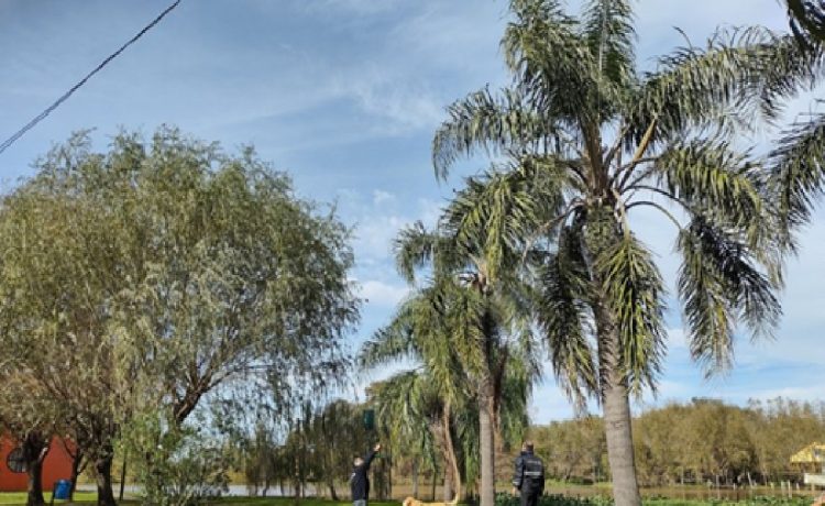 El temido Picudo Rojo de las palmeras llegó a Entre Ríos: detectaron el primer caso en la costa del Uruguay