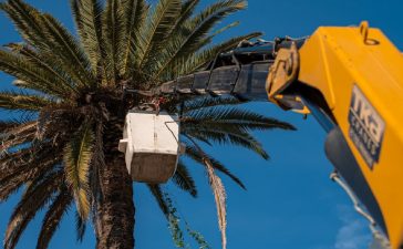 Continúa la poda de palmeras para la colocación de los sensores que alertarán presencia del picudo rojo