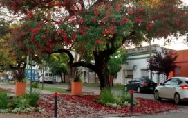 Del árbol a la tierra: cómo la gestión de residuos cuida nuestro arbolado y nuestras ciudades