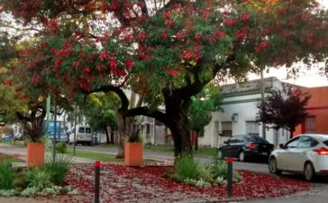 Del árbol a la tierra: cómo la gestión de residuos cuida nuestro arbolado y nuestras ciudades