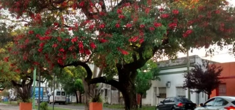 Del árbol a la tierra: cómo la gestión de residuos cuida nuestro arbolado y nuestras ciudades
