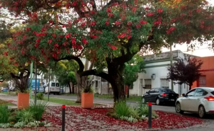 Del árbol a la tierra: cómo la gestión de residuos cuida nuestro arbolado y nuestras ciudades