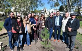 Gualeguaychú cuenta nuevamente con un retoño del histórico Pino de San Lorenzo