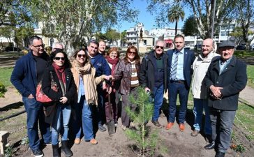 Gualeguaychú cuenta nuevamente con un retoño del histórico Pino de San Lorenzo