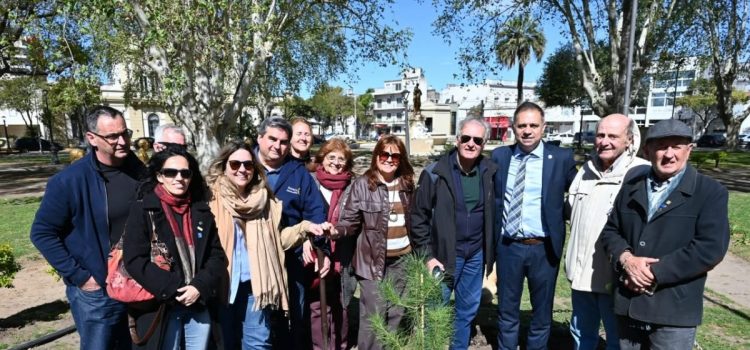 Gualeguaychú cuenta nuevamente con un retoño del histórico Pino de San Lorenzo