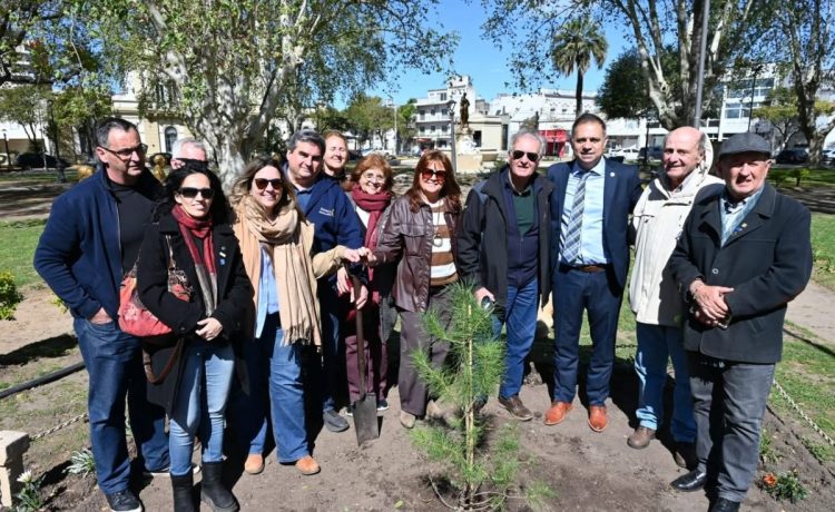 Gualeguaychú cuenta nuevamente con un retoño del histórico Pino de San Lorenzo