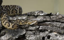 Recomendaciones e información sobre la Yarará Grande y su rol en el ecosistema