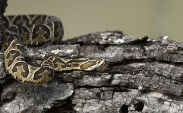 Recomendaciones e información sobre la Yarará Grande y su rol en el ecosistema