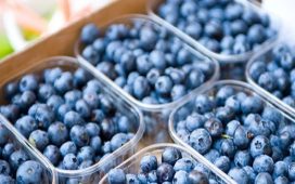 Concordia: Arandaneros locales estiman una caída de hasta el 35% en la producción del fruto azul