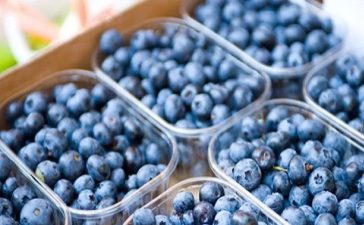 Concordia: Arandaneros locales estiman una caída de hasta el 35% en la producción del fruto azul