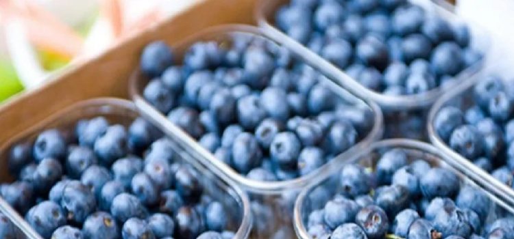 Concordia: Arandaneros locales estiman una caída de hasta el 35% en la producción del fruto azul