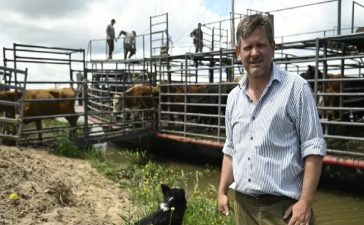 Cómo es el dramático operativo de los productores entrerrianos para salvar el ganado en las islas