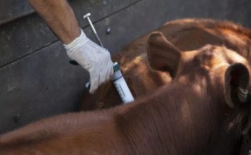Advierten que cambios en el esquema de vacunación contra aftosa y brucelosis dejará un importante stock de terneras sin vacunar