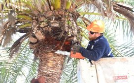 Poda y colocación de sensores en palmeras de Rocamora y Primera Junta para detectar ataques de picudo rojo
