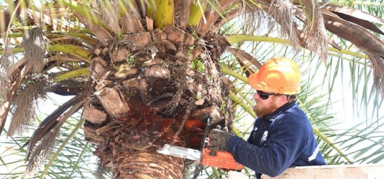 Poda y colocación de sensores en palmeras de Rocamora y Primera Junta para detectar ataques de picudo rojo