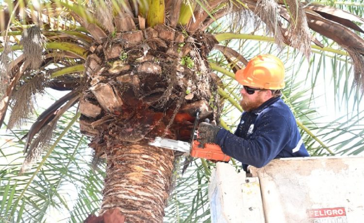 Poda y colocación de sensores en palmeras de Rocamora y Primera Junta para detectar ataques de picudo rojo
