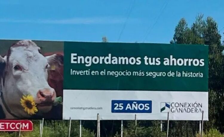 Conexión Ganadera: "es imposible" que los inversores recuperen su dinero, consideró Eduardo Blasina
