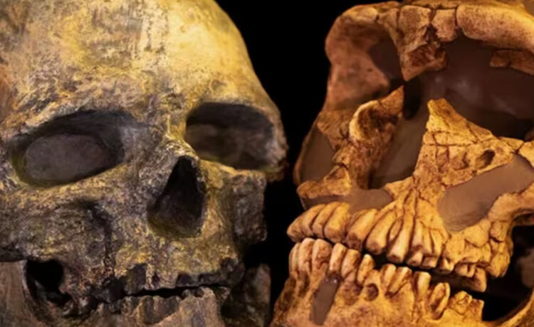El tamaño del cerebro se redujo en los últimos 100.000 años