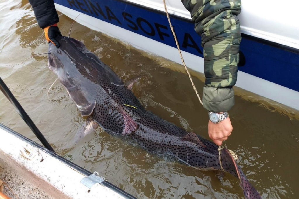CARU desarrolla programas de conservación y uso sustentable de los recursos ícticos del río Uruguay