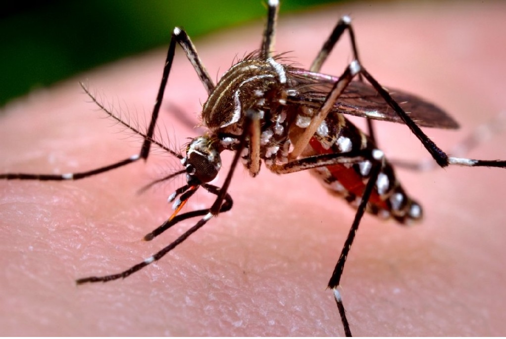 Se detectaron dos nuevos casos de chikungunya en Fray Bentos y Salto; ambos son importados