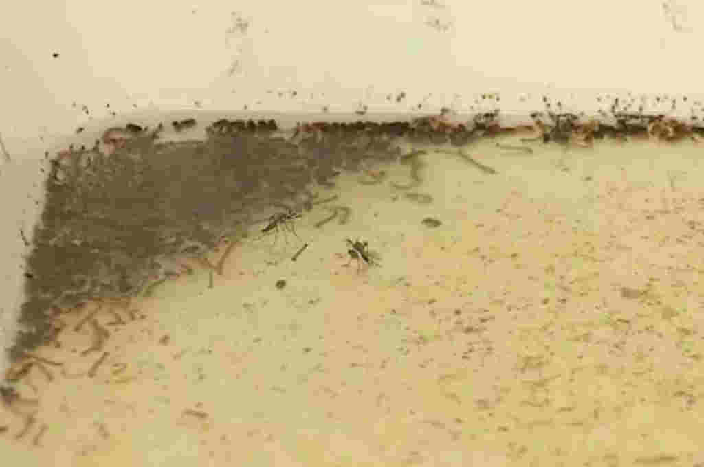 Uruguay probará criar Aedes Aegypti y esterilizar a los machos