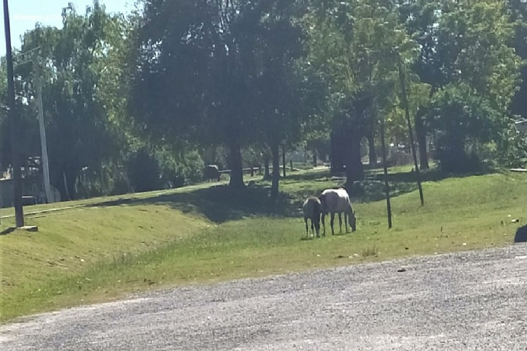 Animales sueltos podrán ser incautados