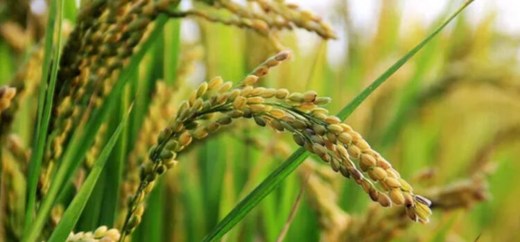 Brasil eliminó aranceles al arroz como mensaje para el Mercosur