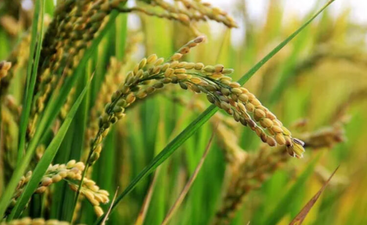 Brasil eliminó aranceles al arroz como mensaje para el Mercosur