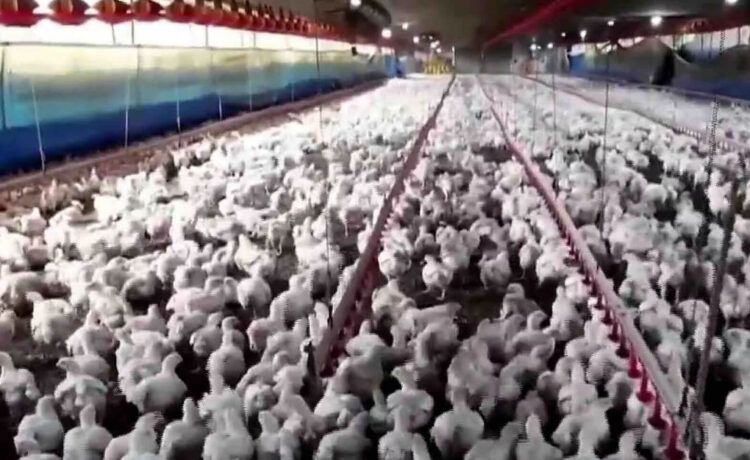 Uruguay suspendió las importaciones de aves de Brasil