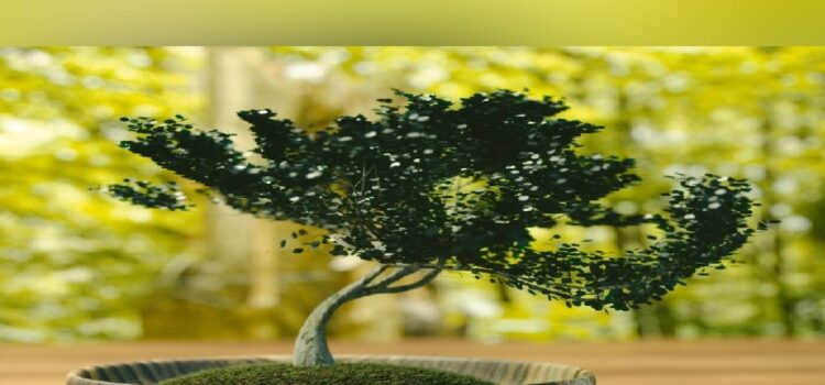 Soriano: Exposición de bonsáis: una forma de cultivo milenaria