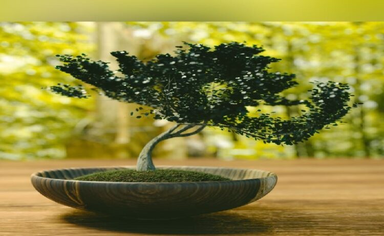 Soriano: Exposición de bonsáis: una forma de cultivo milenaria