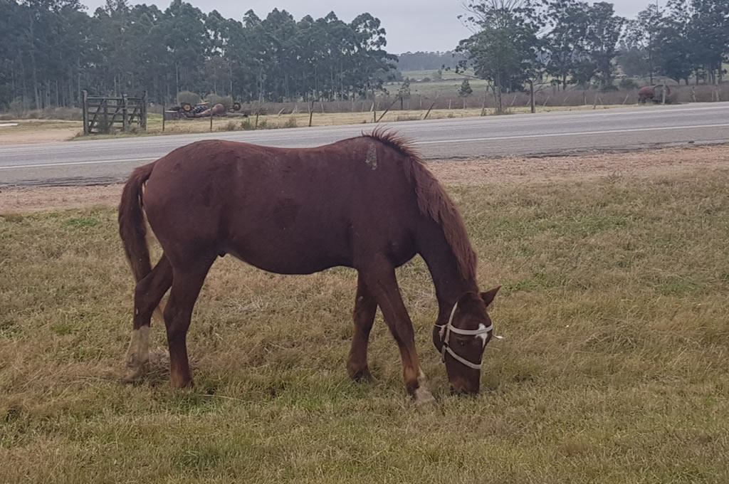 Surgen reclamos y diferencias sobre incautación de caballos sueltos