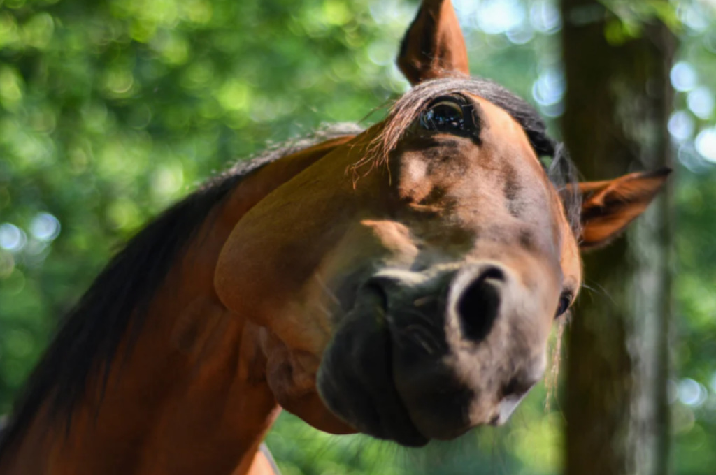 Uruguay confirmó el primer caso de encefalitis equina en una persona