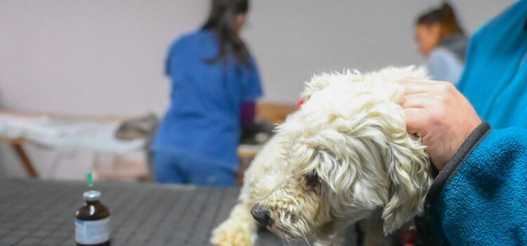 Nuevo cronograma de castraciones en Gualeguaychú