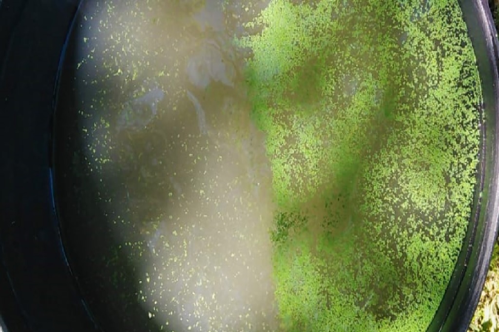 Investigadores uruguayos y argentinos identificaron el uso excesivo de fertilizantes fosforados como causa de la proliferación de cianobacterias