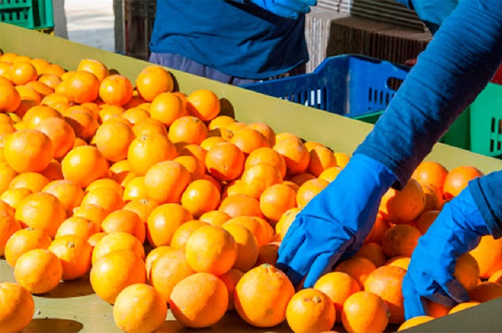 “Por ahora, estamos fuera del Dólar Agro”. Resolución de Bahillo no incluye al citrus de Entre Ríos