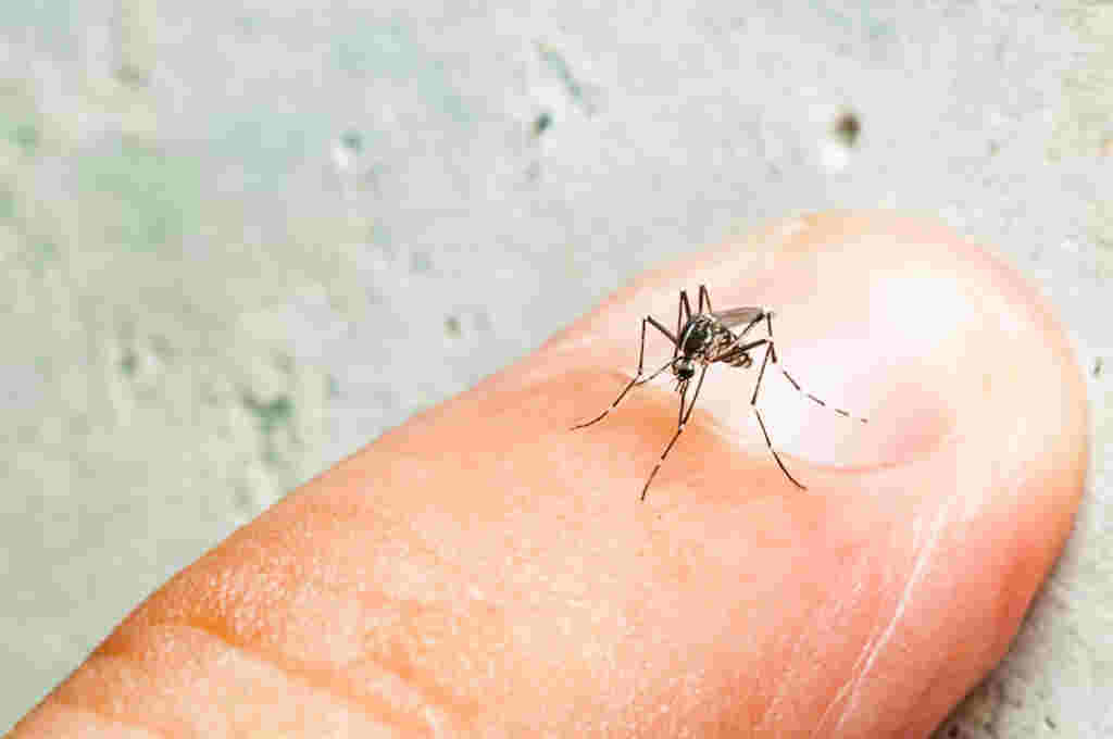 El Ministerio de Salud argentino reportó más de 151 mil casos de dengue