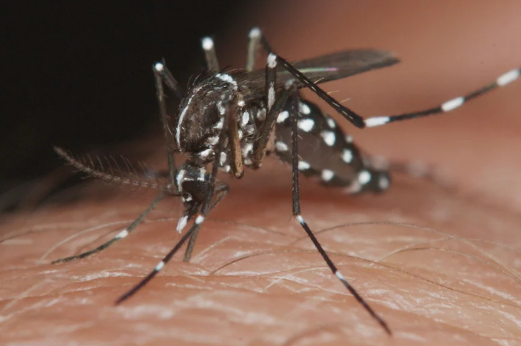 Uruguay confirmó un caso de dengue autóctono este viernes