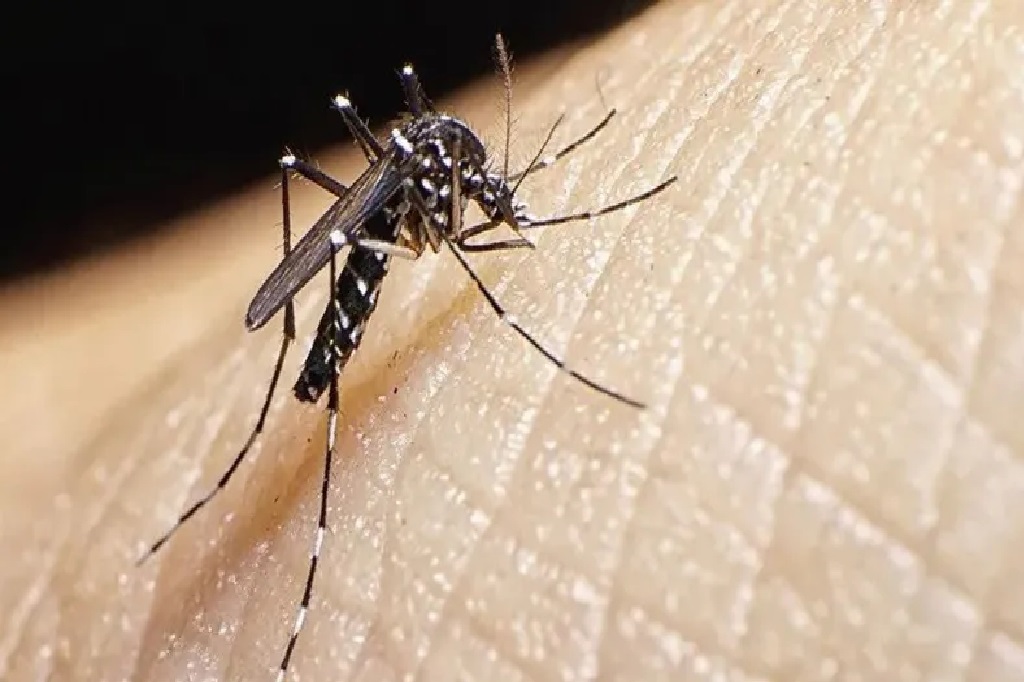 Afirman que la cepa de dengue que circula en el país es "la peor de todas"
