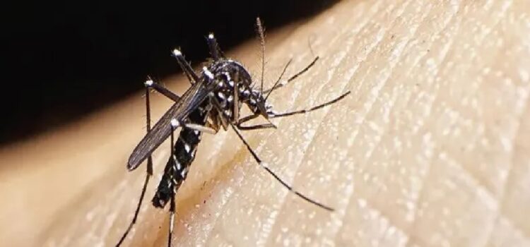 En 2024 los casos de dengue en Entre Ríos subieron 2.565%