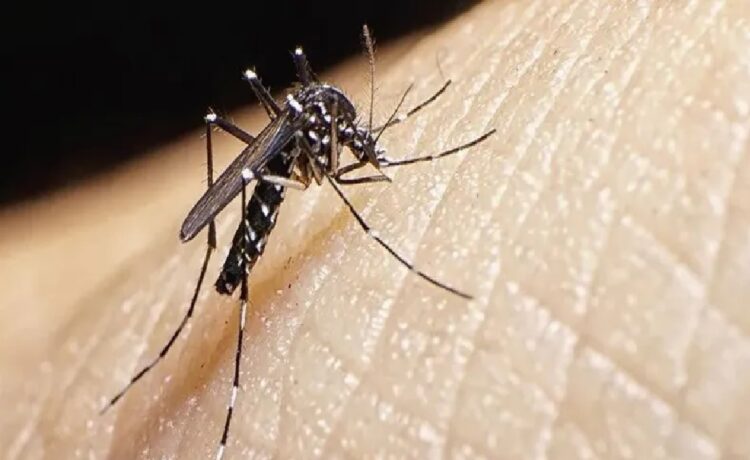 Alerta dengue: recomiendan especialmente usar el repelente